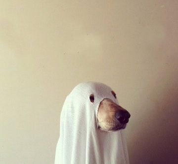 Poorly Drawn Animals tweet media