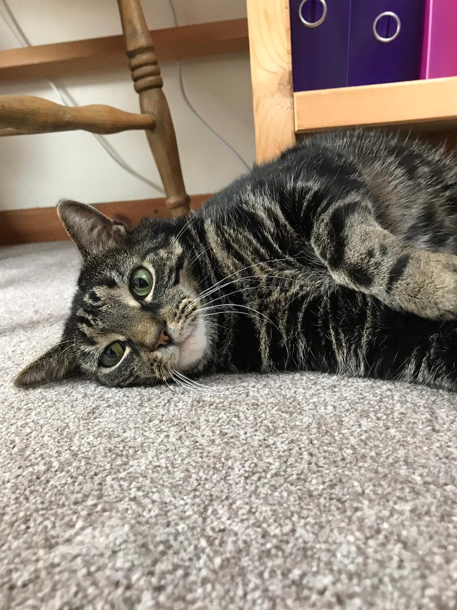 #Lancaster people please look out for Alice who was last seen late on 1st November. Very unusual for her to go missing. Could be trapped somewhere. From Bath Mill /  Freehold area #missingcat Thank you. #LA1 #lovelancaster