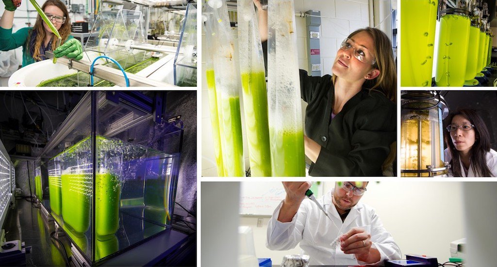 NatLabRockies's tweet photo. The @energy #NationalLabs #bioenergy consortia, including DISCOVR (Development of Integrated Screening, Cultivar Optimization, &amp; Verification Research), advance cost-effective, scalable fuels &amp; products from #biomass ➡️ https://t.co/5DOblEFRNm #DISCOVRbio #algae #betoconsortia https://t.co/2YqBPYEwGB