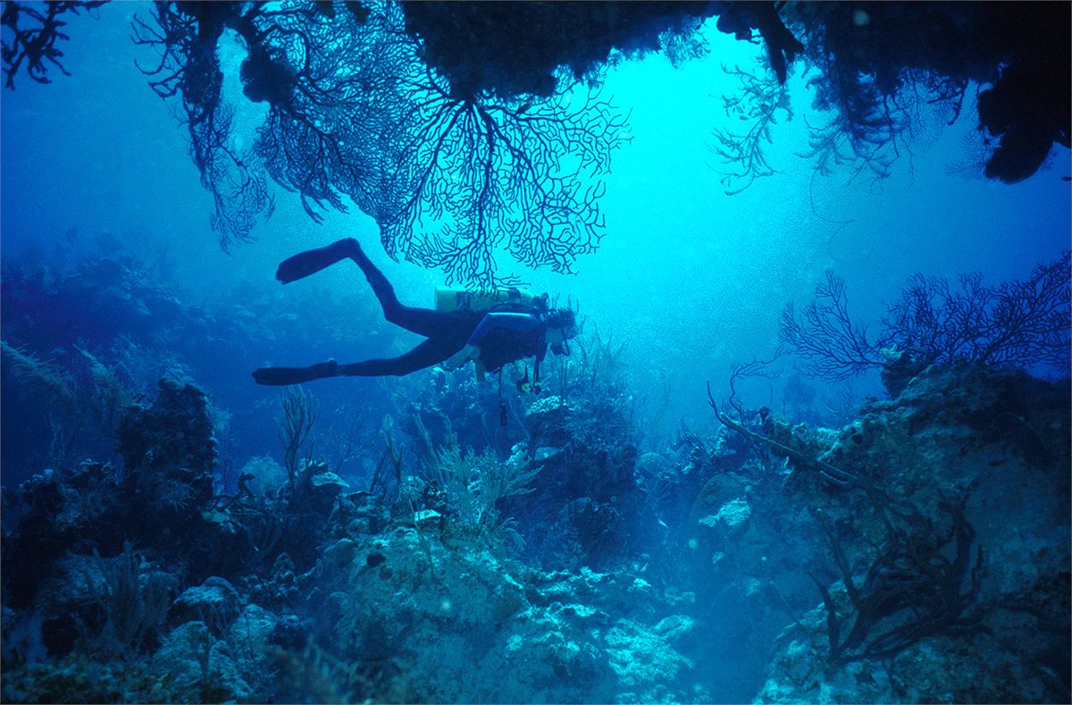 Not all classrooms have four walls 🌊

#Scuba