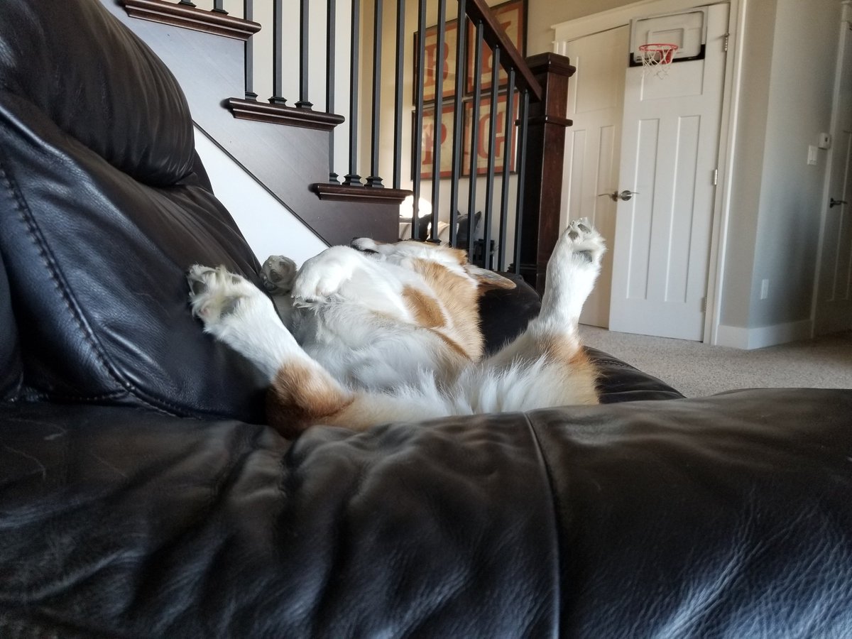 Tank_the_Corgi tweet media