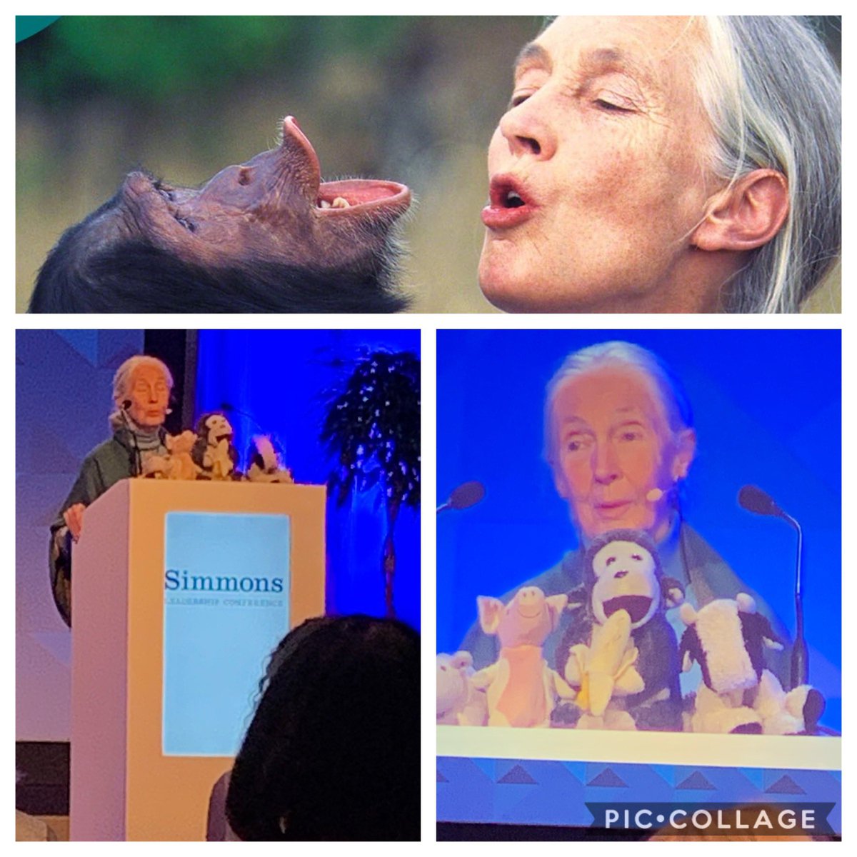 BeanMhi's tweet photo. A real privilege to hear Jane Goodall tell her inspiring story of becoming the legendary primatologist and activist, due in no small part to her wonderful, brave mother! #SLCDublin @SimmonsLeads https://t.co/Oh2Iz9FOia