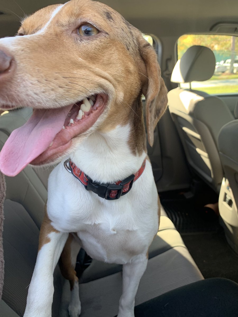 Alyssa_Finch's tweet photo. This dog was found in Hammond! It has a gnarley barely collar on! Contact me if you know anything! https://t.co/Ke1xuSZHMr