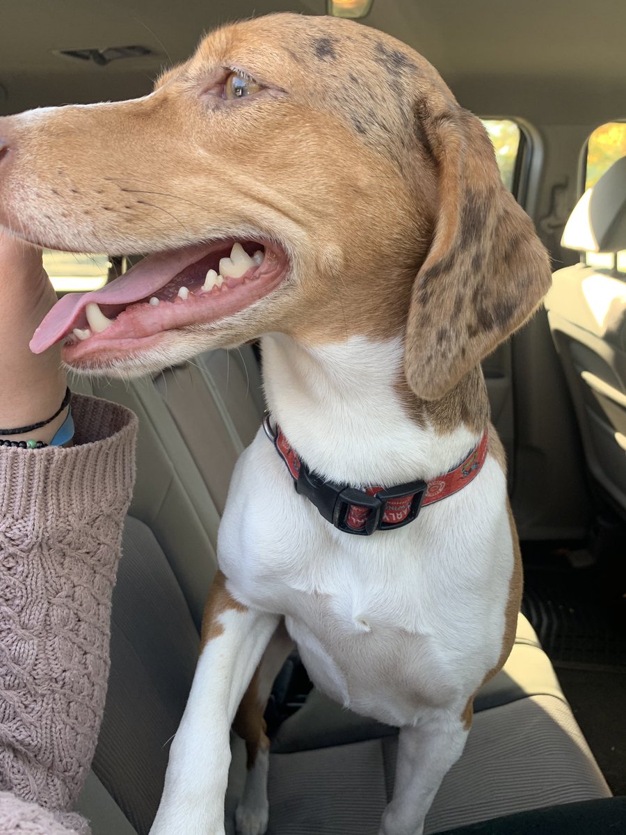 Alyssa_Finch's tweet photo. This dog was found in Hammond! It has a gnarley barely collar on! Contact me if you know anything! https://t.co/Ke1xuSZHMr