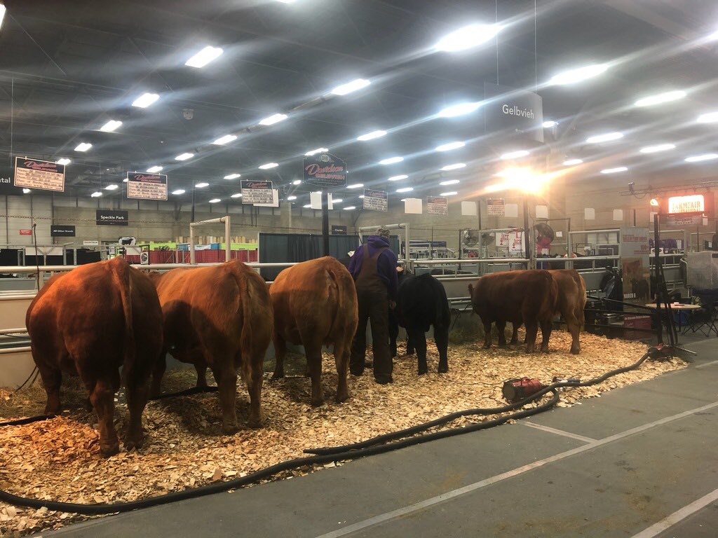 The #DavidsonGelbvieh crew (bovines amd humans) are getting settled in at #FarmFair <a href="/Northlands/">Northlands</a> in #yeg!