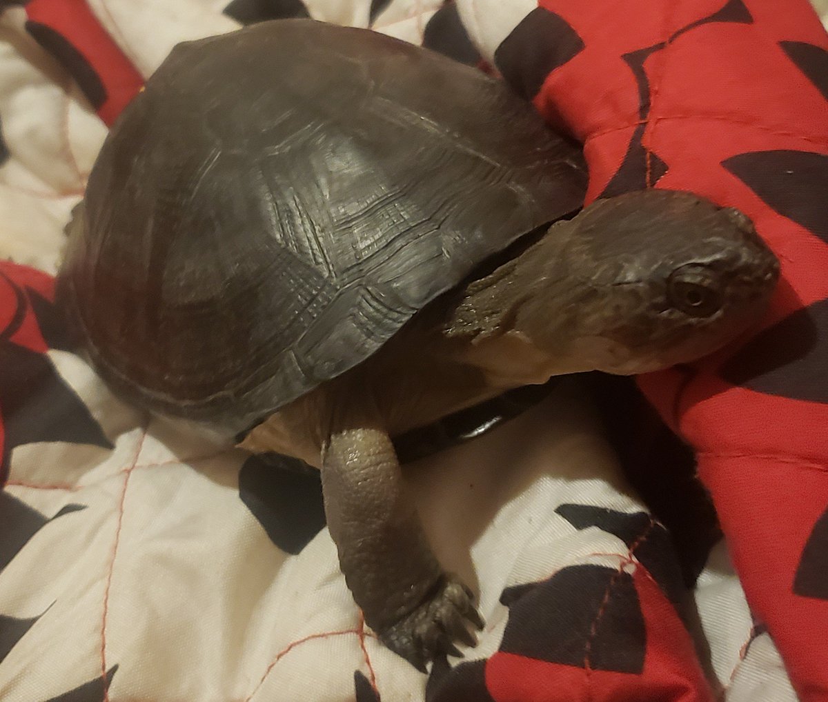 QueenBean069's tweet photo. As soon as I've got a new cam for my streams, I'd like to introduce you all to the new stream pet/mascot.
"Albus the stream turtle"
#StreamPets #StreamTurtle #Mascot #BeMoreTurtle https://t.co/KI54Iwiojv