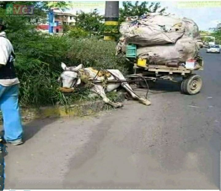 ImperialBharat's tweet photo. They are animal, not machine
Stop Animal Abuse 😢 https://t.co/deeunvEdDr