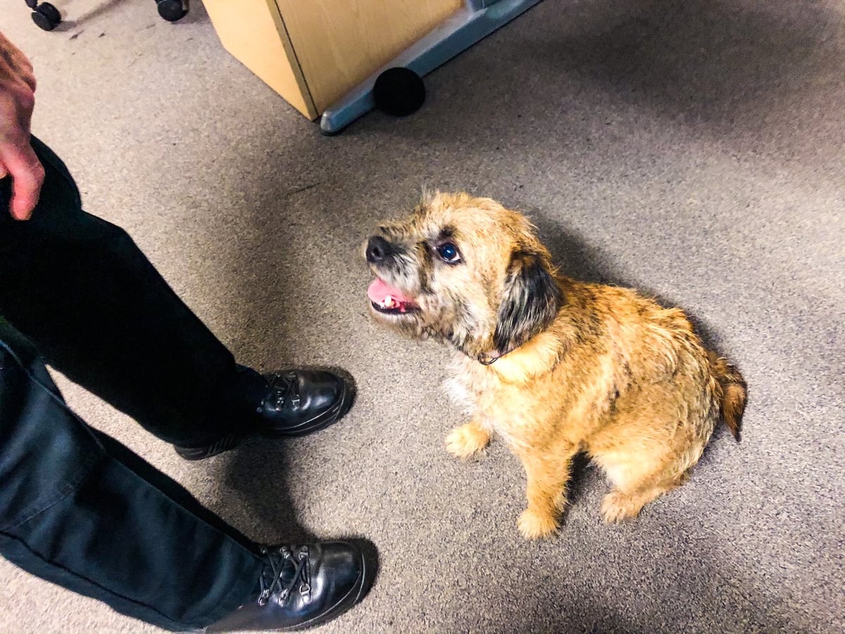 🐾 #LostDog found in Crouch Oak Road #Addlestone.   Share please and if you’re the owner, call the dog warden on 📞08444 828346 quoting reference SDK/ICS1002984