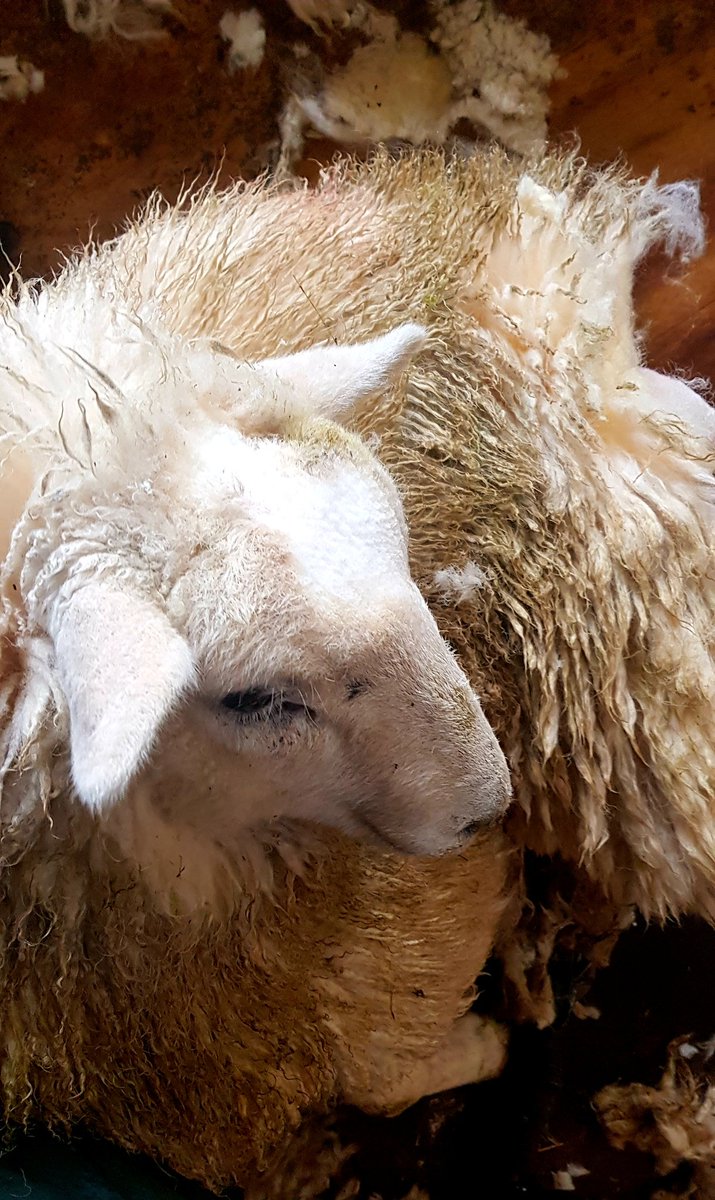 Tom Jones 🏴󠁧󠁢󠁷󠁬󠁳󠁿 tweet media