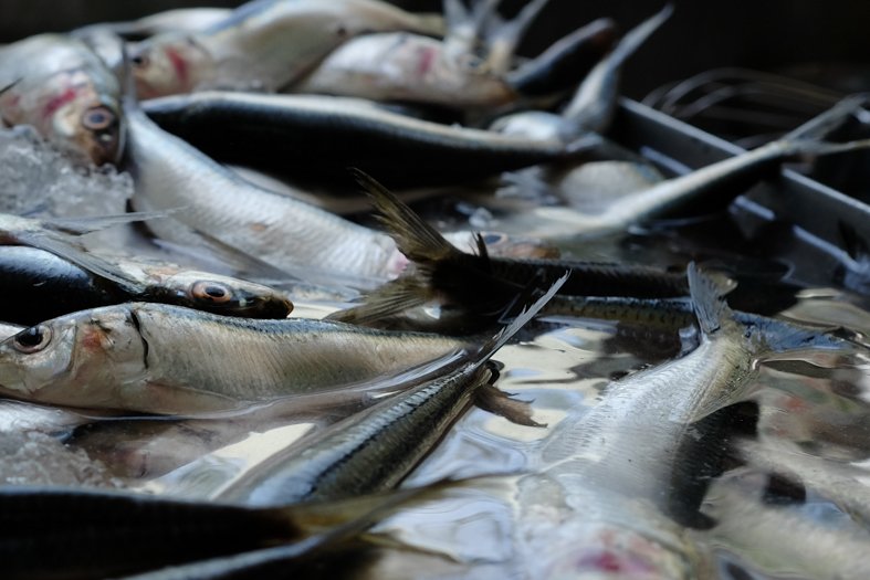 Así como Pablo buscaba la pesca más fresca del día, nosotros mantenemos esa tradición para realizar los manjares más deliciosos de La Asunción. 

#GuillerminaRest #LaAsunción #IslaDeMargarita #Venezuela #CocinaDeBodega #Gastronomía #Turismo