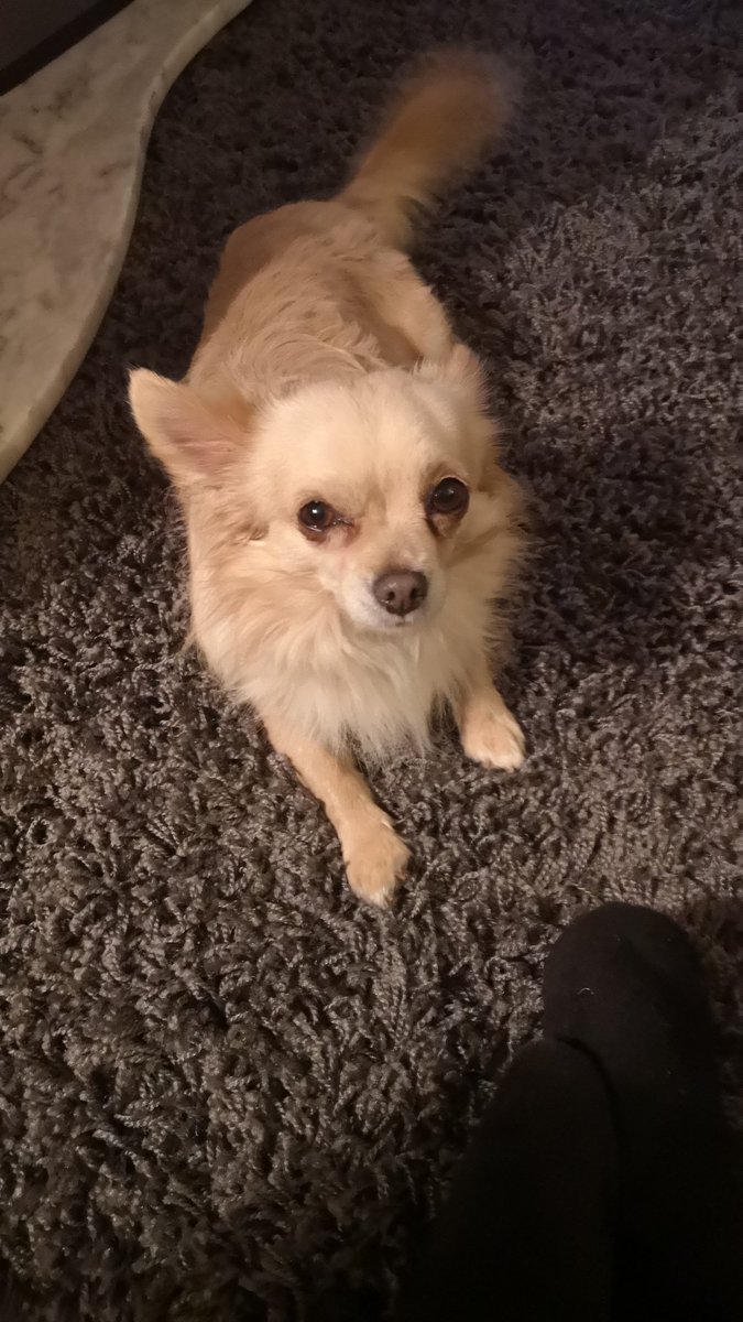MervusP30's tweet photo. My dog fully supports Brexit !
#dogsforbrexit https://t.co/pz2Pk3x91Y