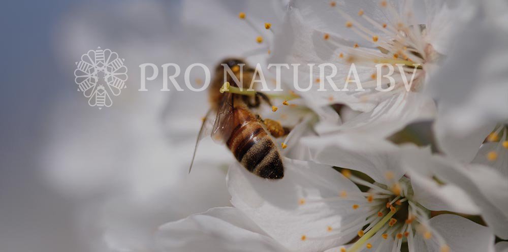 After working tirelessly, we are very thrilled to finally announce the launch of our new enhanced website! Now you can easily order online your favorite capsule and tablet supplements or all of our skin and hair care products.
.
.
Check it out at pronatura.nl