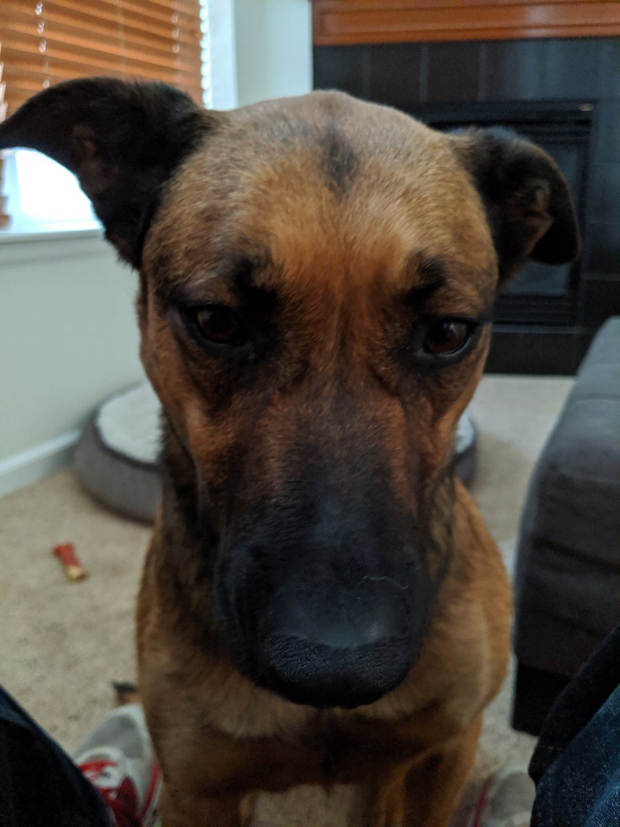 So...I got in trouble at doggo daycare today. I decided I wanted to play with the puppy in the other play yard. So, I figured out how to open the door and took all the other dogs with me....