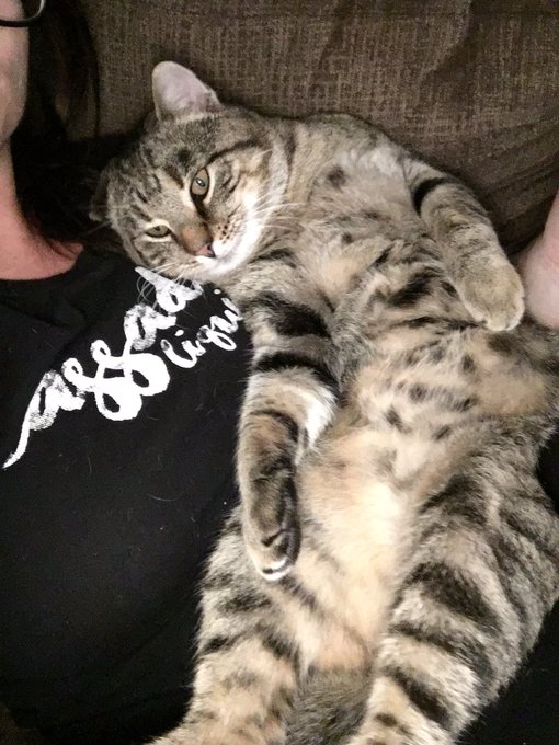 I gotta share this is scrappy doo, he is half the size of his mother she was mixed bobcat. He is a whore<a href="/tag/newprofilepic"class="tags"><span>#newprofilepic</span></a>