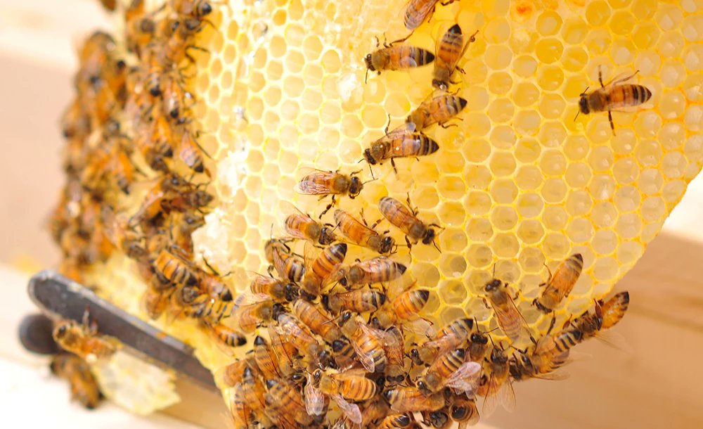 ByronForestPres's tweet photo. Beekeeping Workshop this Sunday at 2pm. at the Jarrett Center Musuem, only $2.00 per person. Topic (Cleaning equipment and assembly of new equipment). https://t.co/QtpZ9yM4oy