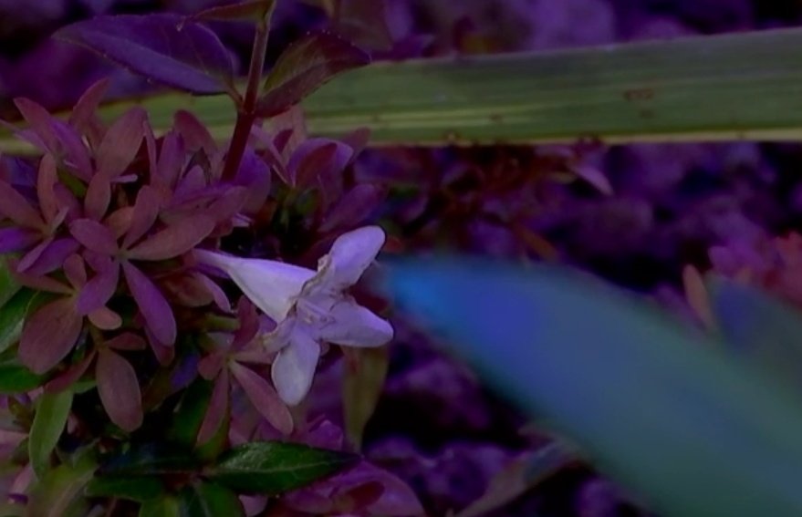 Locura__'s tweet image. #GHVIP6N #GHVIPUltimaHora8

Hugo le pregunta El Predicador que cómo va el tema con Gianmarco, que si ha mejorado...

Planta al canto.