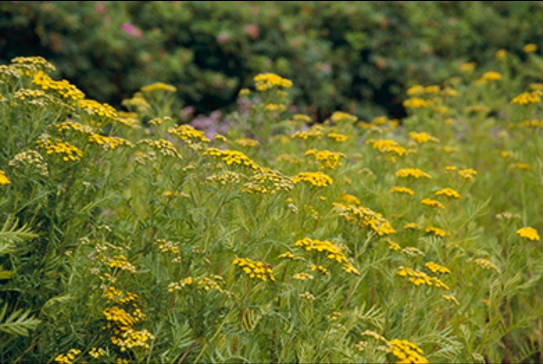 明石のあかしろきいろ ナツシロギク 異名 フィーバーフュー の近縁種です 切れ込みのある深緑色の葉に 直径1cmほどの丸いボタンのような黄色い花がよく映え 夏の花壇を鮮やかに彩ります キク科でも舌状花がない点が ヨモギに似ていることから