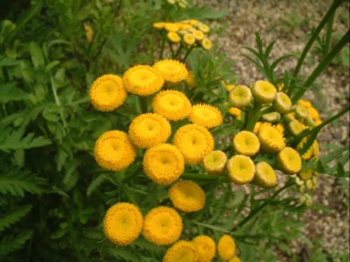 明石のあかしろきいろ ナツシロギク 異名 フィーバーフュー の近縁種です 切れ込みのある深緑色の葉に 直径1cmほどの丸いボタンのような黄色い花がよく映え 夏の花壇を鮮やかに彩ります キク科でも舌状花がない点が ヨモギに似ていることから