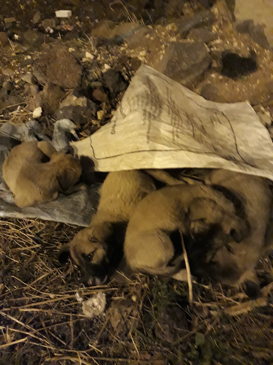 Diyarbakir Kayapınar 50 metrelik yol kenarında çok açlar yiyecek bir şeyler verdim ama çok çaresizler