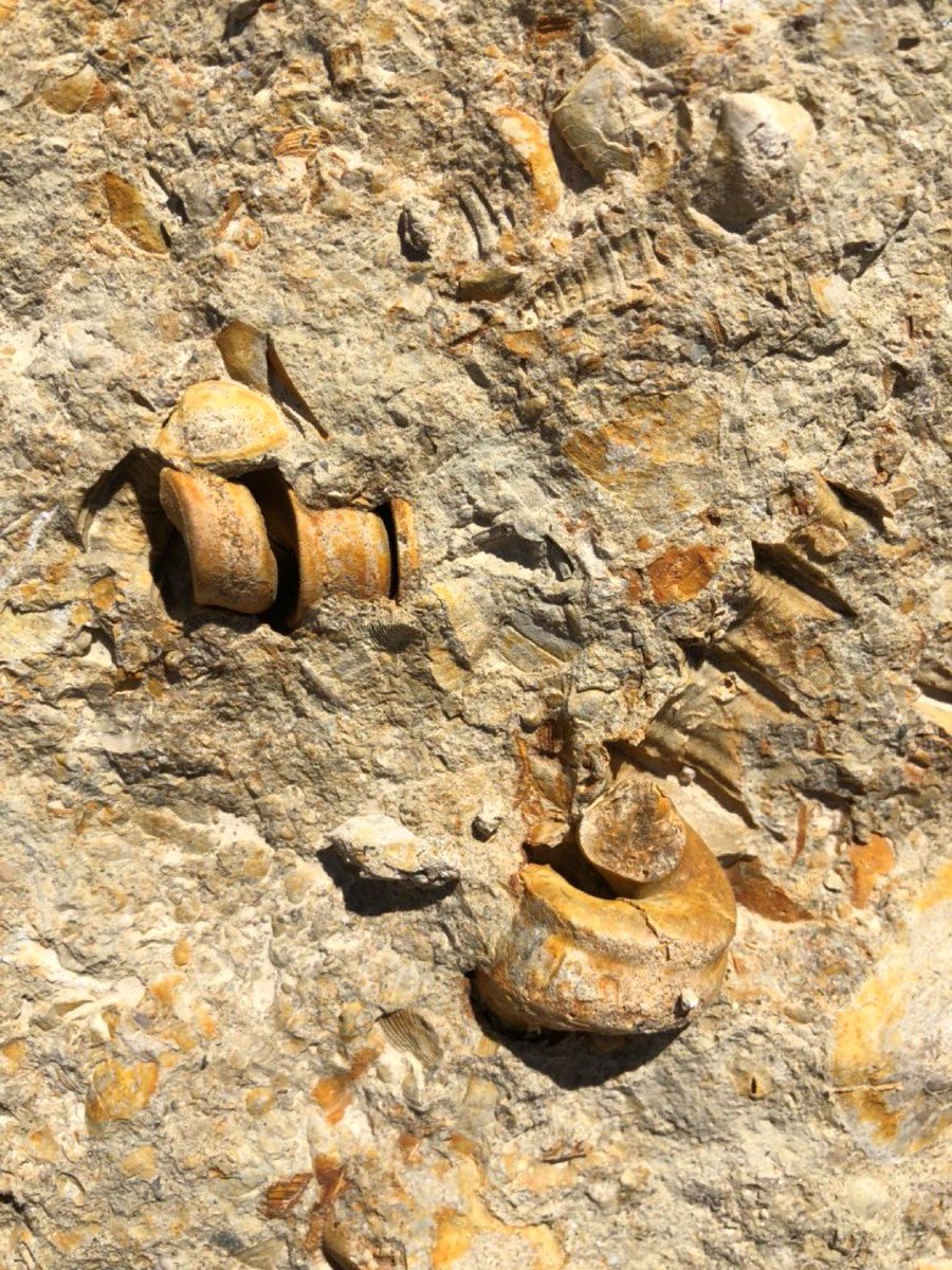 RaventosiBlanc's tweet image. This is the origin of the strength of Raventós i Blanc and the saline and mineral characteristics of our #sparklingwines. #marinefossils
👇👇👇🐚🐚
#RaventosBlog
raventos.com/travel/en/la-f…