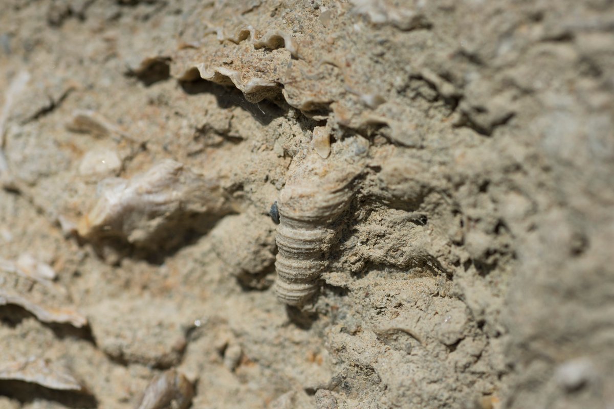 RaventosiBlanc's tweet image. This is the origin of the strength of Raventós i Blanc and the saline and mineral characteristics of our #sparklingwines. #marinefossils
👇👇👇🐚🐚
#RaventosBlog
raventos.com/travel/en/la-f…