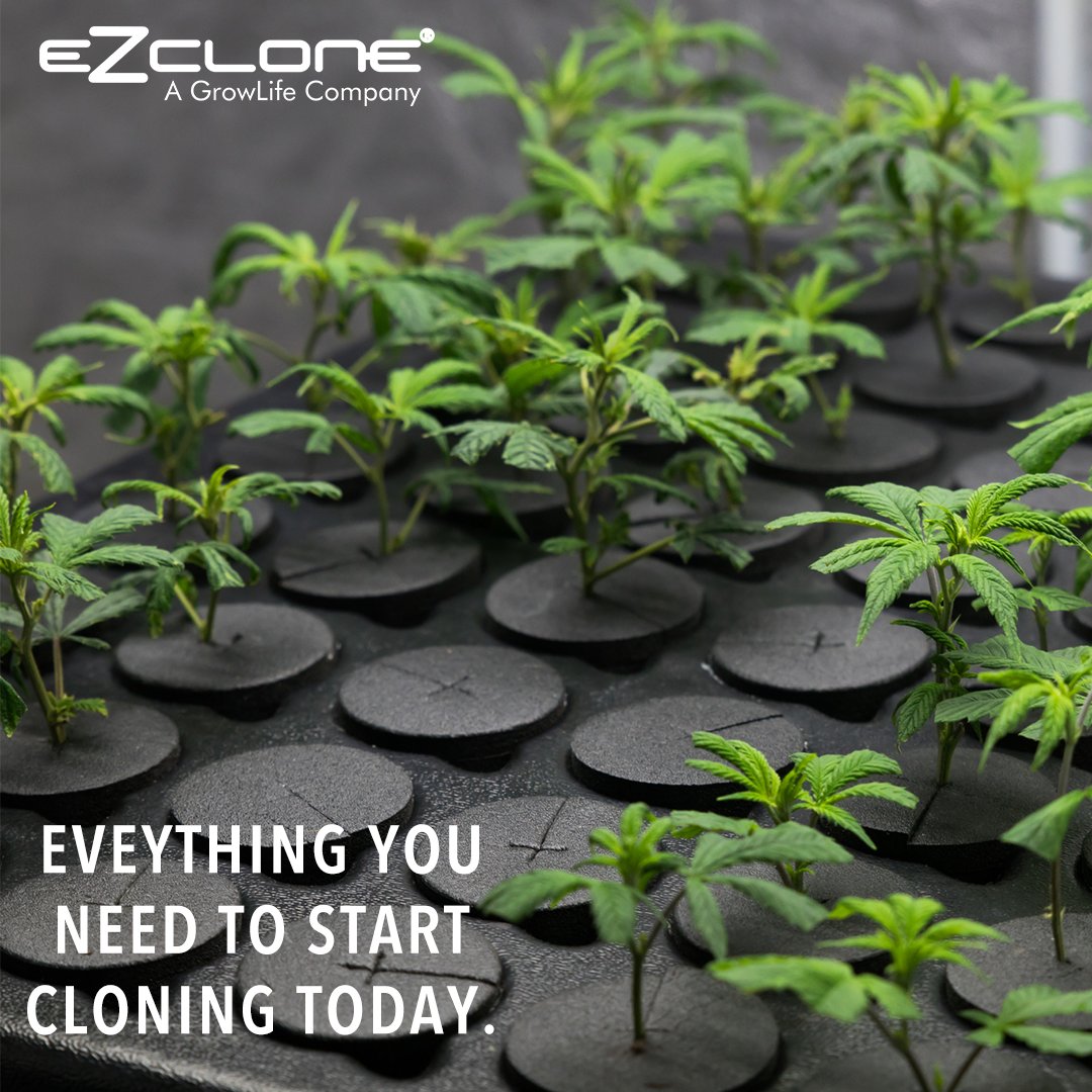 From small systems to commercial grow systems we have one perfect for every grower. 

Shop - bit.ly/349Vrsv

#ezclone #growlife #clone #aeroponic