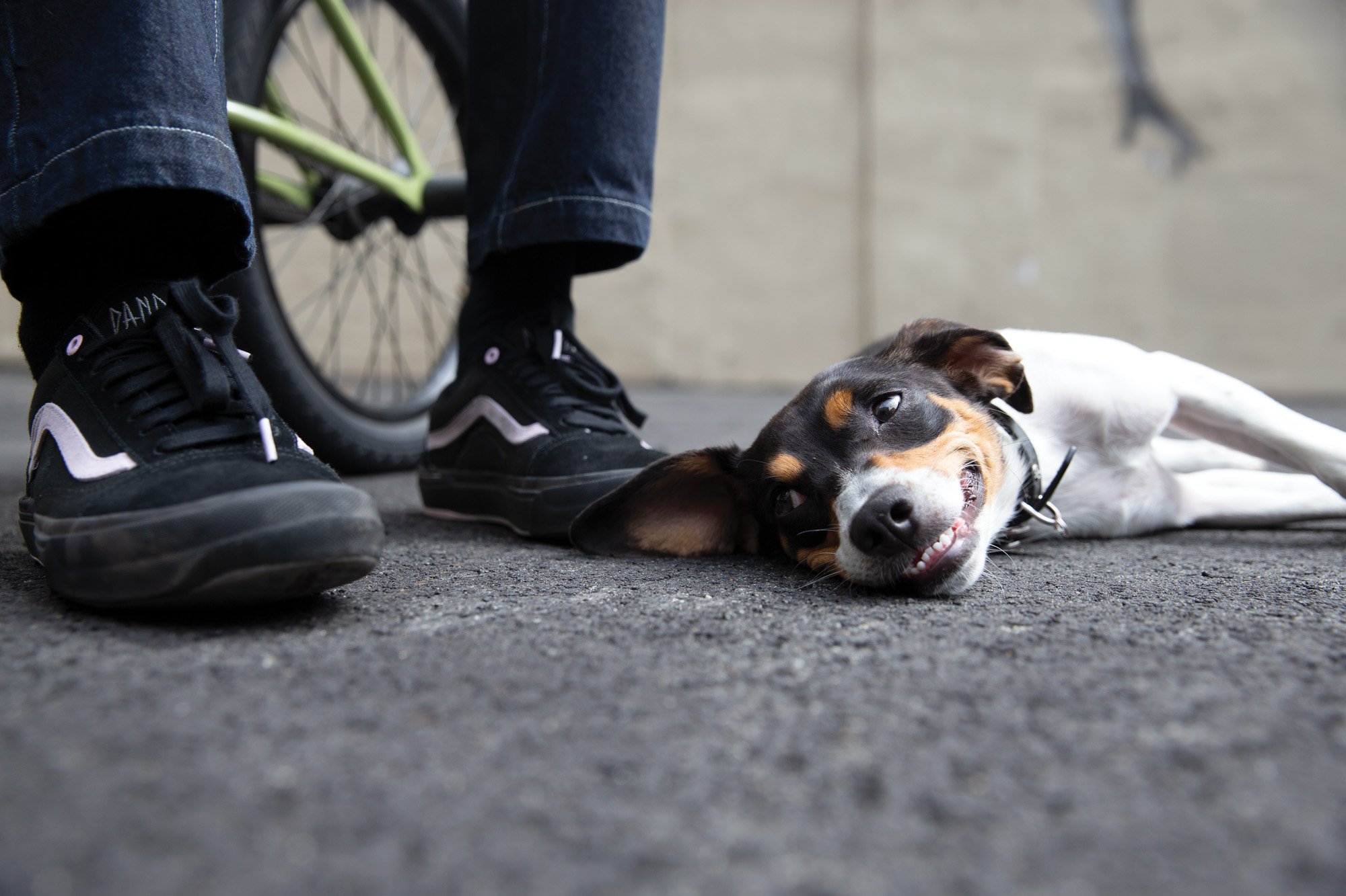 vans old skool matthias dandois