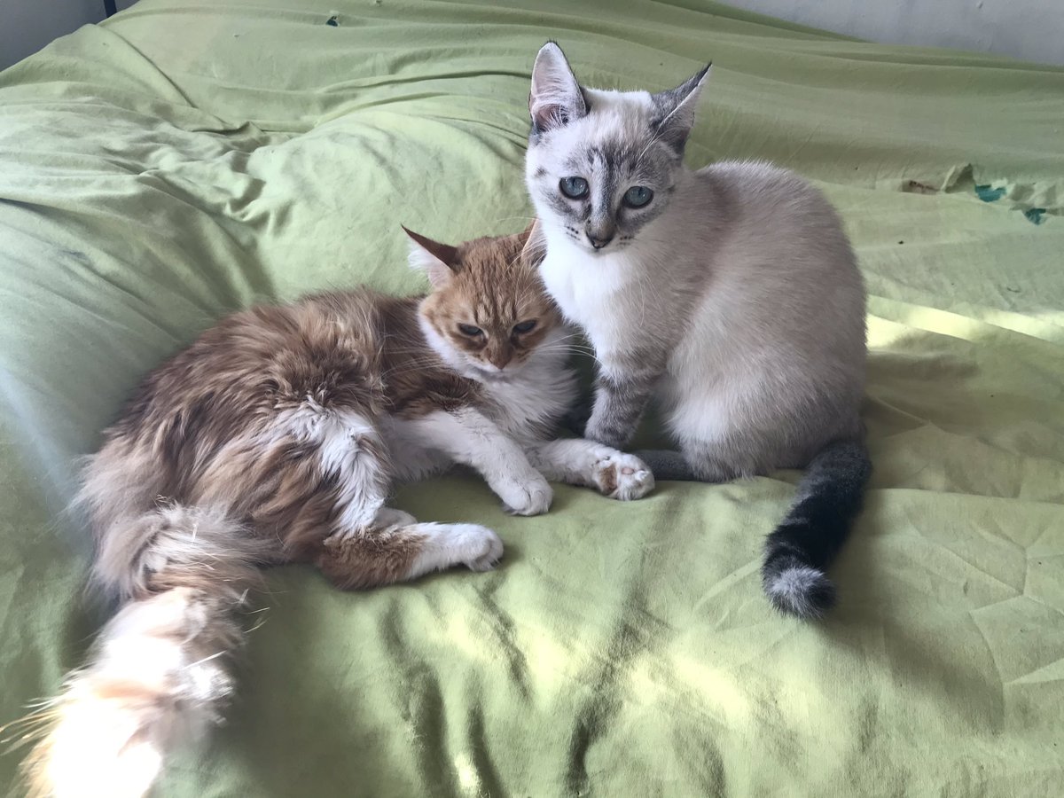 Best friends forever!

#CatsOfTwitter #cutecats #bff #catlovers #catlife #crazycatlady