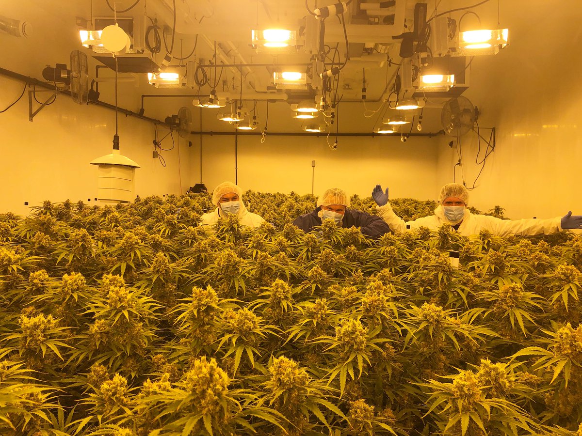 Do you remember Homer Simpson in the land of chocolate? Well, that’s how I feel here. #cbd #hemp #cannabis $SIRE