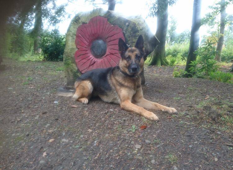 PSOSDogs's tweet photo. Note to criminals when playing hide and seek with our PD's you really need to find a better hiding place than under a car π #PDCorrie won that game!
1 arrested for Domestic Abuse πͺ
#DomesticAbuseTheresNoExcuse https://t.co/WcpYY3WjGa