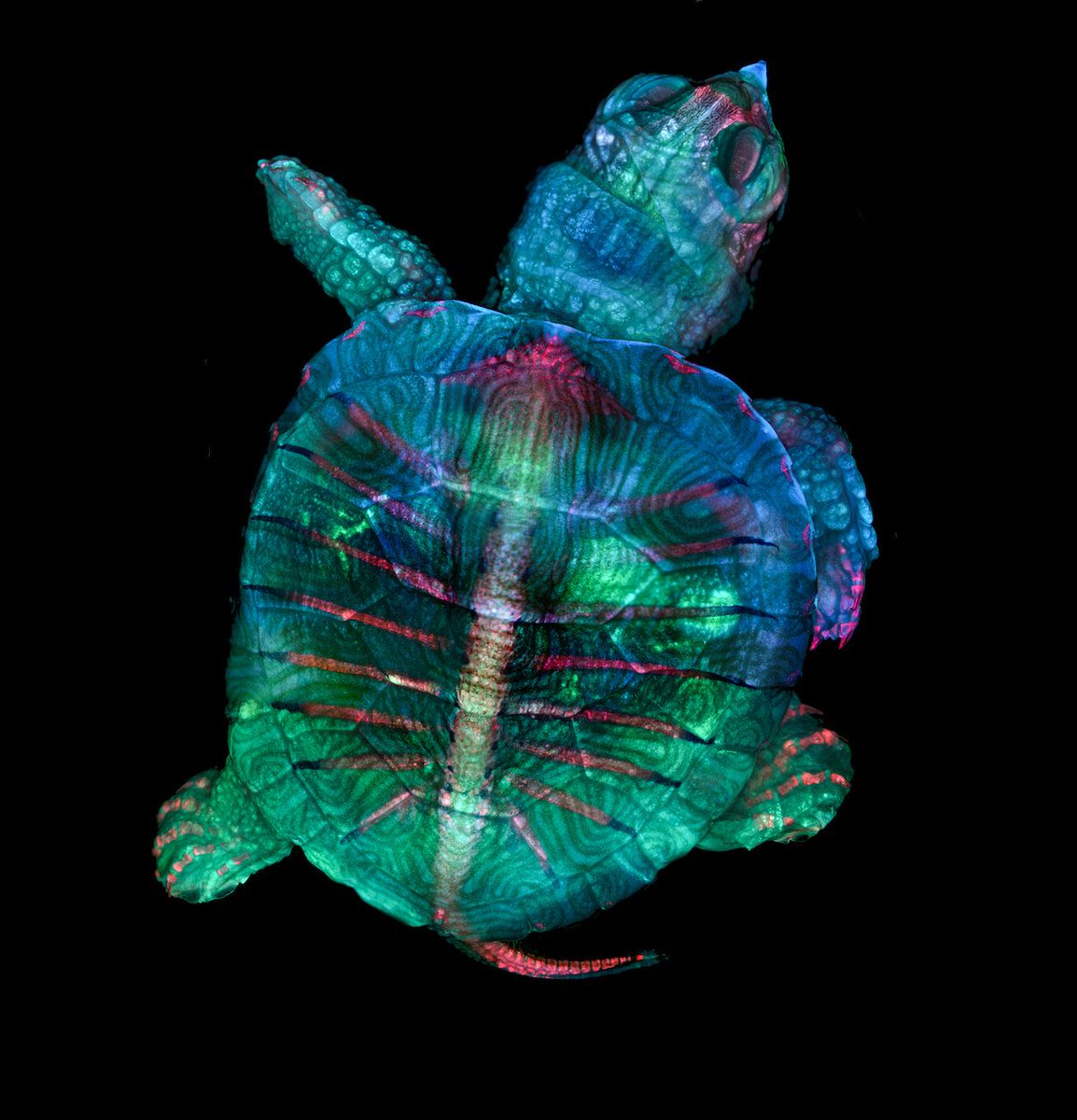 Lightroom's tweet photo. The results of the Nikon Small World competition are in and they are even tinier and mightier than you could imagine: https://t.co/lKpXa872tx 

(via @fubiz) Photo by Teresa Zgoda &amp; Teresa Kugler https://t.co/oExddOiIJm