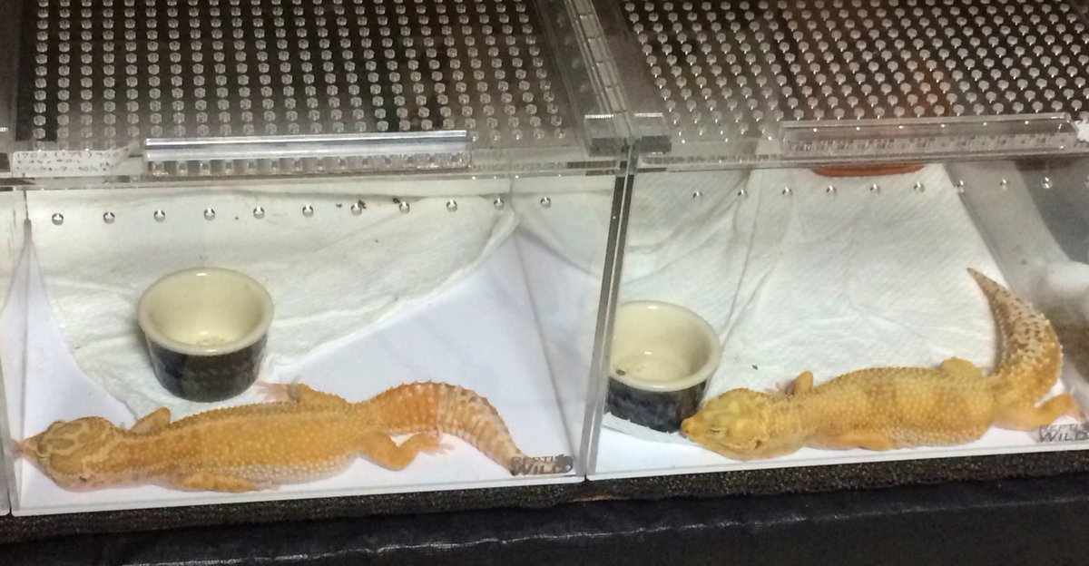 こいつらを見よシンクロ率55%だ
100%が見てみたいものだwwww
寝なきゃ死ぬ(*´>д<)