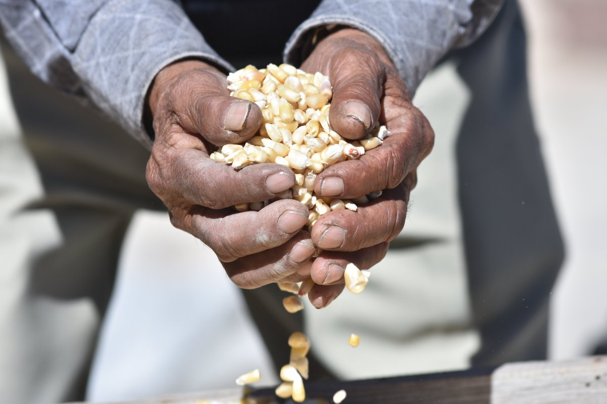 ACCIMMYT's tweet photo. De acuerdo con las proyecciones, para 2030 en #Colombia habrá un déficit de 5.9 Mt de #maíz, que implica incrementar las importaciones 39% y retroceder en autosuficiencia de 26 a 21%. Cómo revertir estas tendencias forma parte del plan estratégico #MpCol
https://t.co/5ebVs0kjbc https://t.co/ExH1Yl3vmA