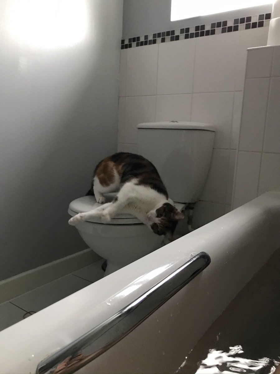 Joanne balcomb tweet media