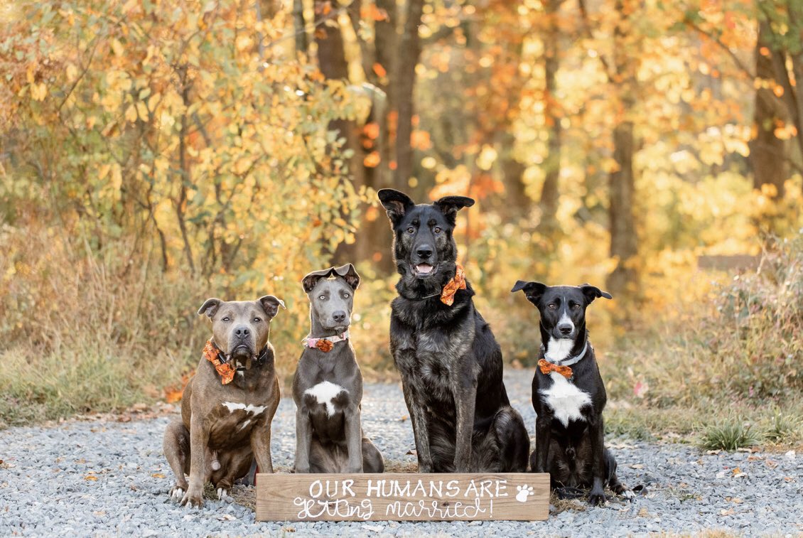BrittaniK23's tweet photo. But these 4 stole the show! https://t.co/nlfmVcOdOc