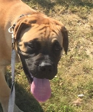 akonapet's tweet photo. Nov 4, Diesel, a Bull Mastiff, joined Verlynn Edmond in Hilo from South Carolina. Aloha AkonaPet!! https://t.co/T4s1UuCSQm