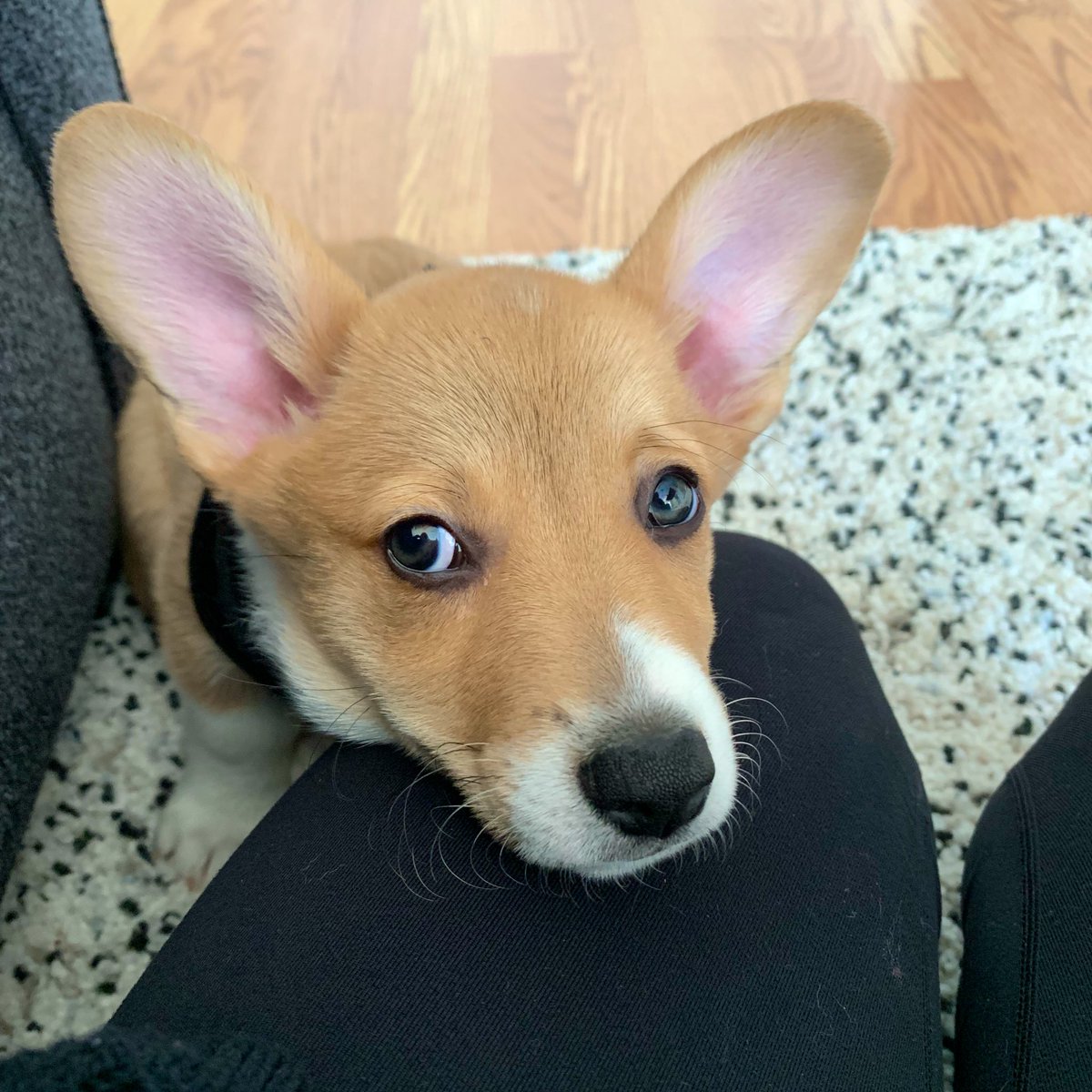 He’s awake! And his ears are vertical!