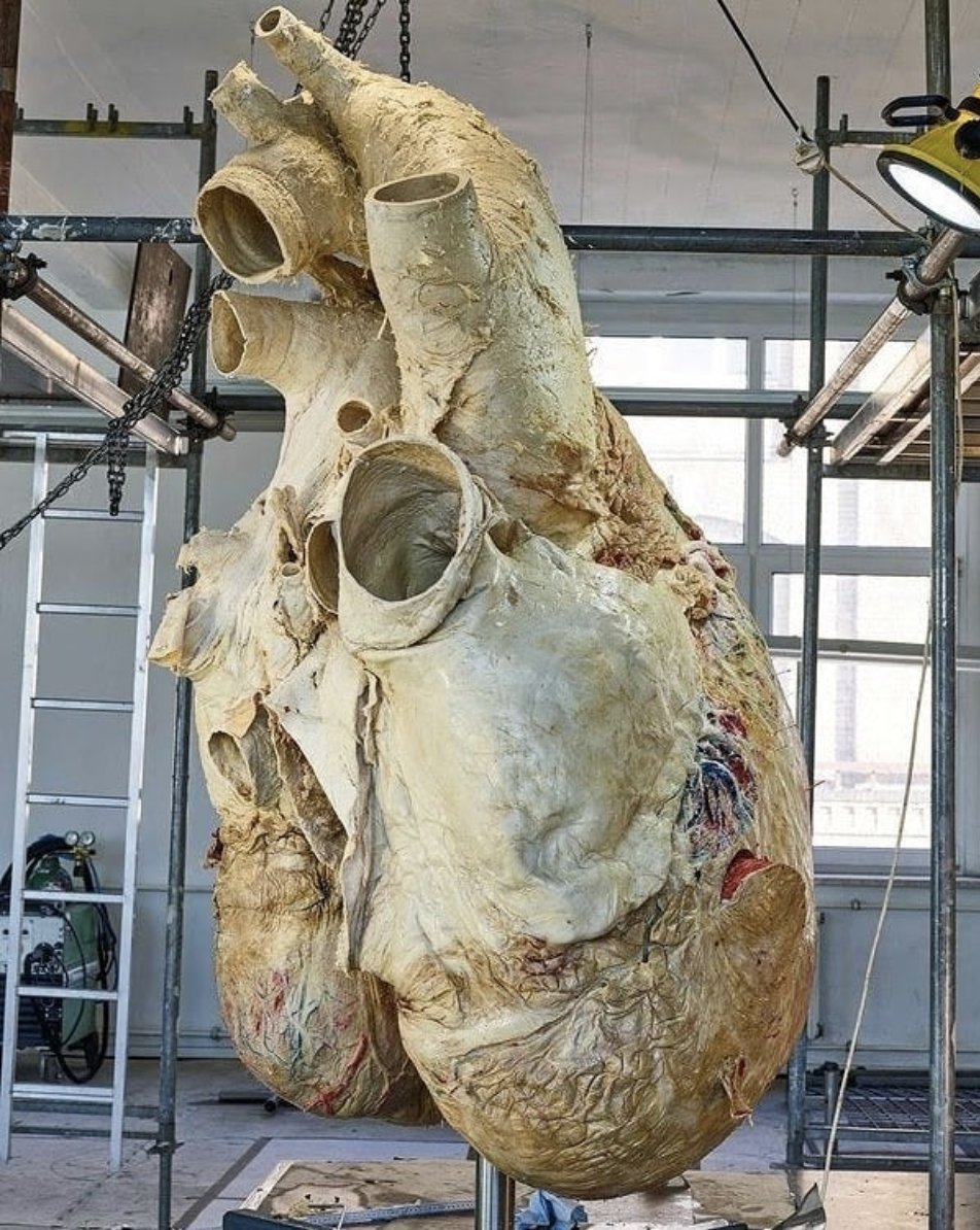 Cool photo of the heart of a blue whale. Arteries so large, an adult human can swim through. It beats 8-10 times per minute &amp; can be heard &gt;2 miles away. They feed almost exclusively on krill, shrimp-like invertebrates, 4-6 tons/day. thx <a href="/historycoolkids/">History Cool Kids</a>; ping <a href="/erichjarvis/">Erich Jarvis</a>