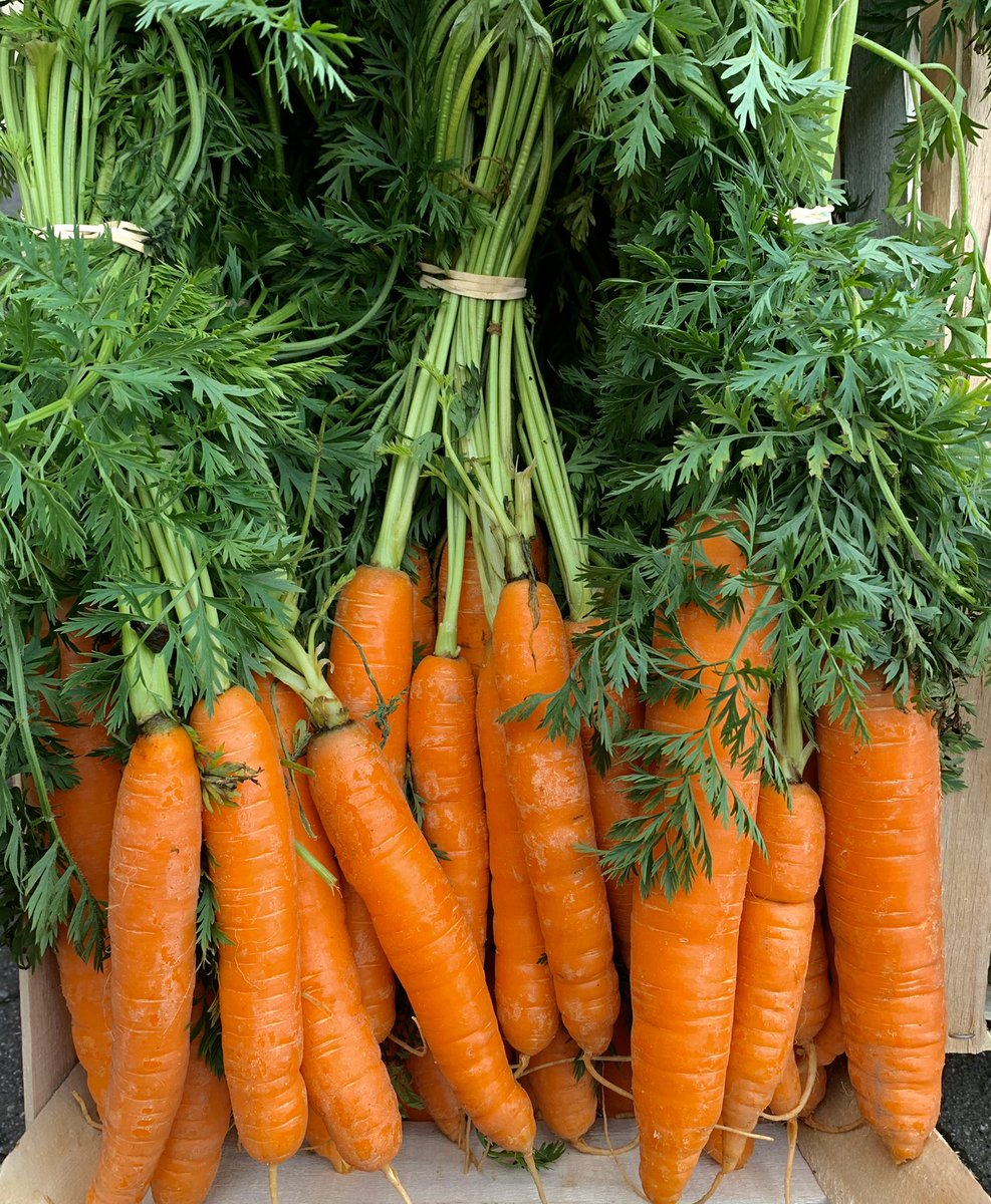 CountryCrestFS's tweet photo. Grown in Rush by Dessie Farrell. 
#local #fresh #7aday 🥕🧡 https://t.co/X6Y4A2zYck