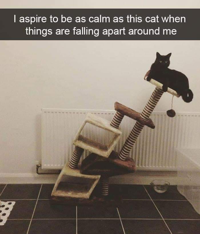 catgotyourheart's tweet photo. #HappyHumpDay https://t.co/1vRqfjj161 #cat https://t.co/lslPe5MoNV