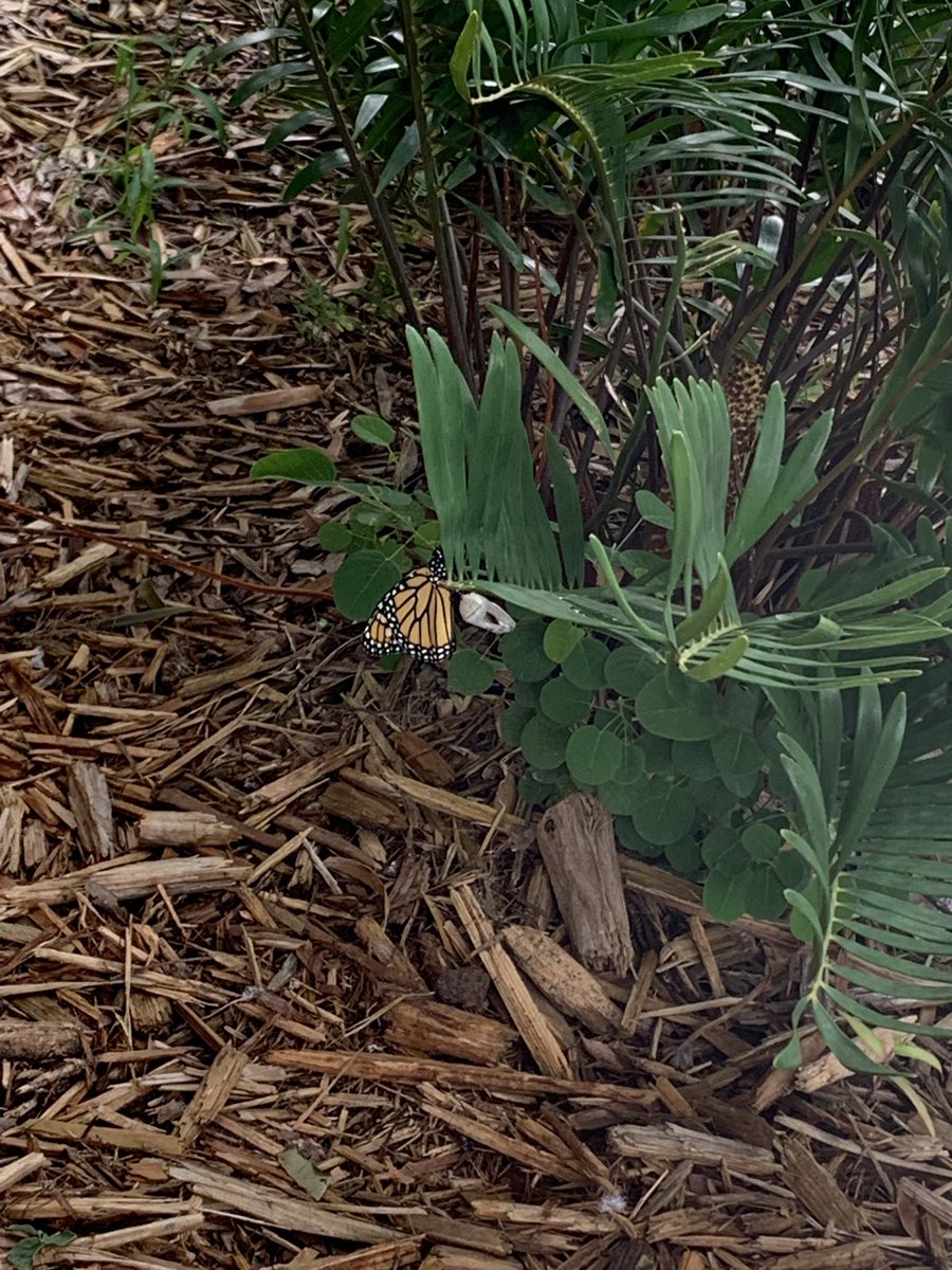 lizandjerm's tweet photo. @herdof3rdSMES students used their scientist 👩‍🔬 skills to observe a chrysalis on campus this past week! Today, a butterfly emerged!  Students released her to our 🦋 garden! “welcome to the world little friend!” #thinklikeascientist #ttwsmes @SciencePasco https://t.co/YW4FVqv7sK