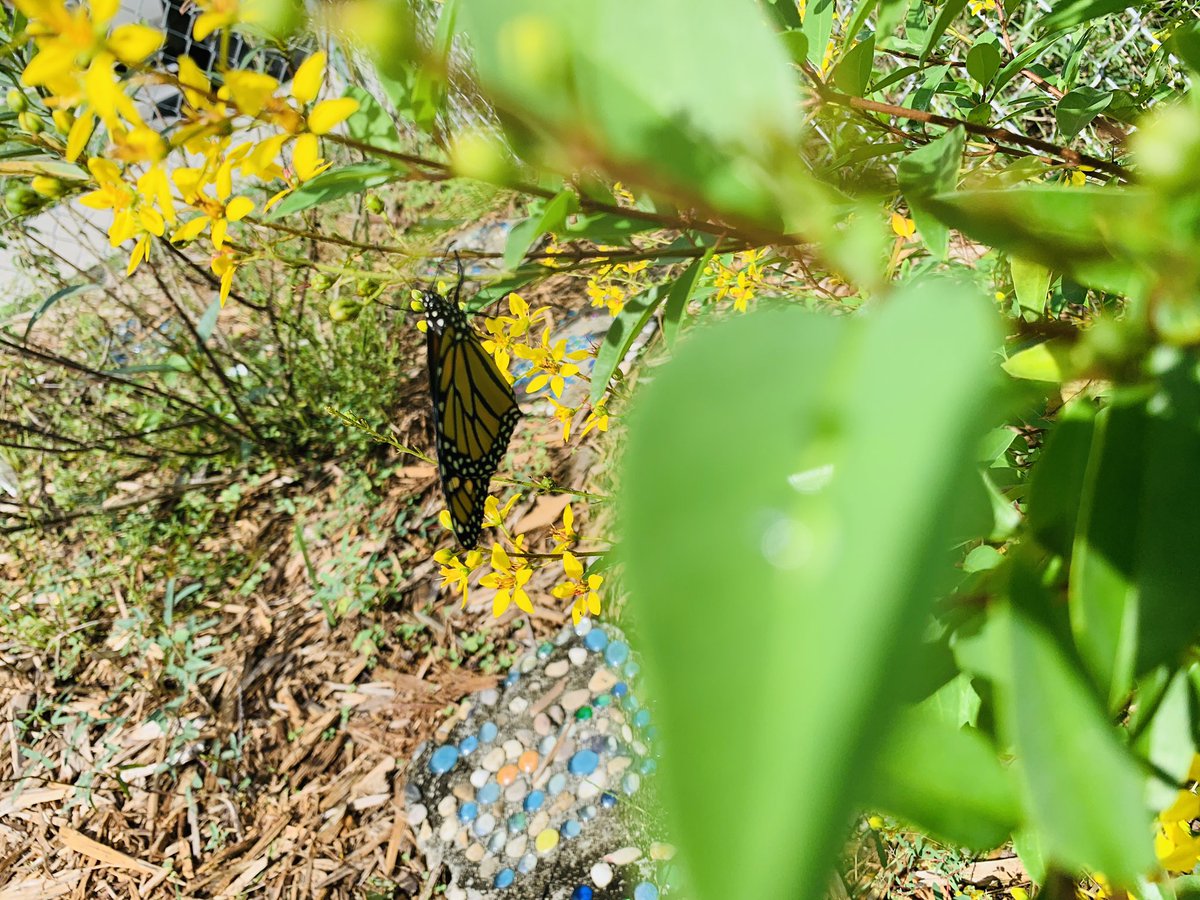 lizandjerm's tweet photo. @herdof3rdSMES students used their scientist 👩‍🔬 skills to observe a chrysalis on campus this past week! Today, a butterfly emerged!  Students released her to our 🦋 garden! “welcome to the world little friend!” #thinklikeascientist #ttwsmes @SciencePasco https://t.co/YW4FVqv7sK