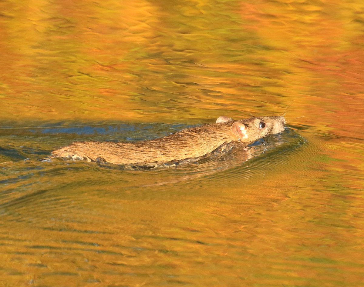 RT @ViperaDan: Recently checked a Water Vole site in E.Yorks, and came across this absolute beast of a Brown Rat. I’ve not really photographed many Brown Rats before, so it made for an interesting subject as it swam through autumn coloured waters