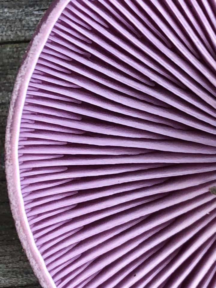 TaniaKurbs's tweet image. Just wanted to share some fungal gill porn. #lamellulae #lamellae #blewit #clitocybenuda