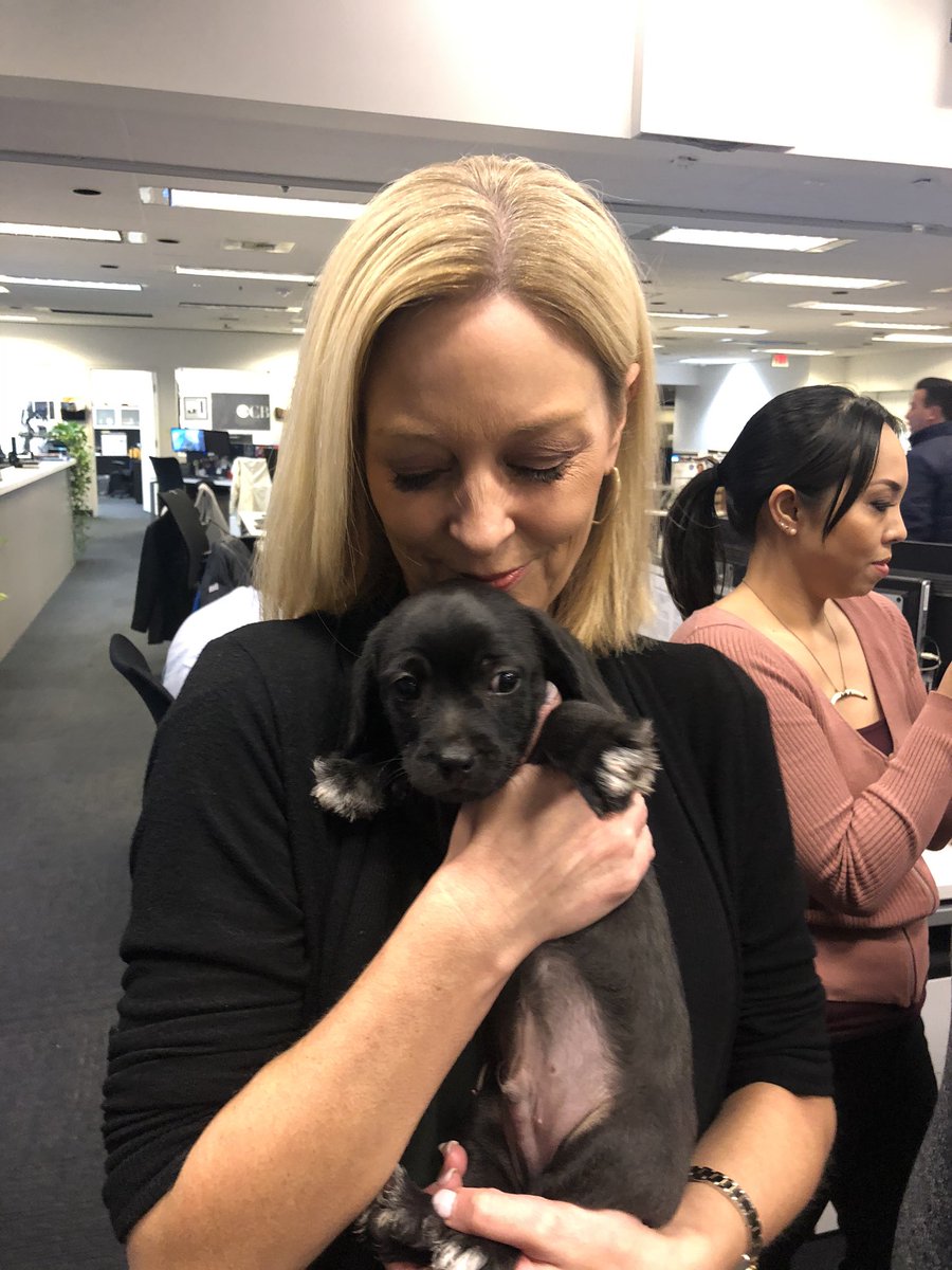 jennyhanssonpdx's tweet photo. The @OregonHumane brought the #snuggleexpress in today and the newsroom has lost its mind. @KOINNews @emilyburrisTV @amyfKOIN https://t.co/tvvFdE3oJW