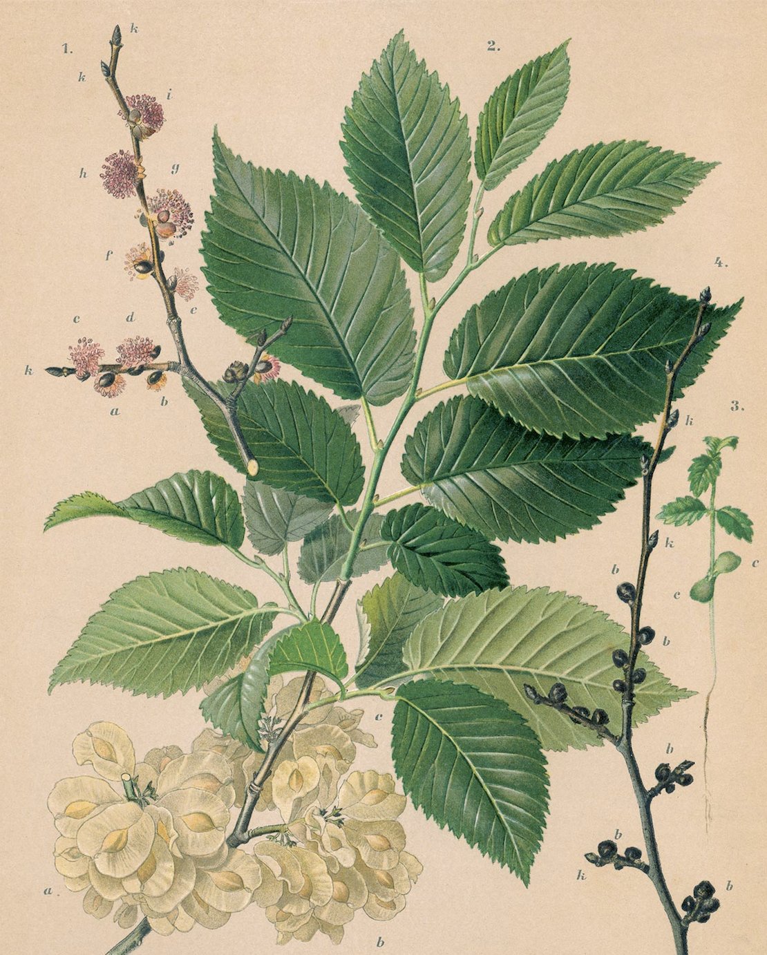 Ulmus procera