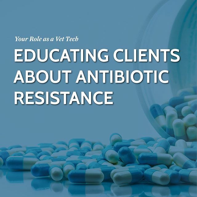 VetTechPrep's tweet photo. Educating Clients About Antibiotic Resistance: Your Role as a Vet Tech 
Link to the full article is in our bio @VetTechPrep  #VetTechPrep #Veterinary #AntibioticResistance #VetTechStudent https://t.co/WCkOInSgeq https://t.co/yYt9sAfO5o