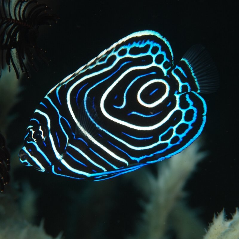 Juvenile Emperor #Angelfish on sale and in stock now!

#aquarium #saltwatertank #saltwaterfish #saltwateraquarium #fishtank #marineaquarium #reeftank #reeflife #imperator #reefaddict #reef2reef #reefaquarium #reefer #tropicalfish