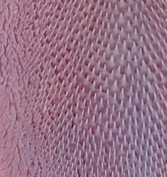 ForeverwildEAS's tweet photo. What is it Wednesday? 
Retweet it with your answer! https://t.co/8yAaHgqEM2