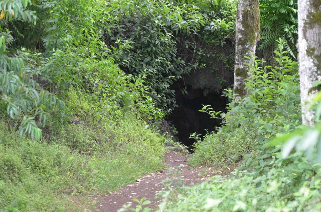 Have you ever ventured into a lava tunnel? It's not as scary as it may sound and there are some great ones to explore in the highlands of the #Galapagos on Santa Cruz Island.